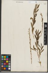 Foto von Salix purpurea L.